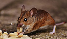 24 Hour & Emergency Exterminators in New Haven, WY